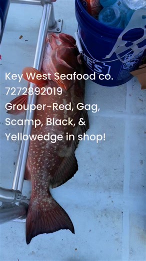 Family operated & owned commercial boat and Seafood shop. The Capt of our boat is in shop today, stop by and get some tips. | Key West Seafood Co. Gulfport FL.