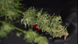 Man's hands trimming marijuana bud. Growers trim their pot buds before drying. Growers trim cannabis buds. The sugar leaves on buds . Harvest weed time has come. Trim before drying.