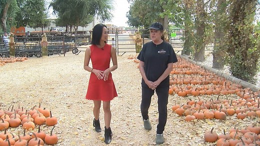 Looking for some fall activities? Pop Kern explored Banducci's Family Pumpkin Patch this week! We picked pumpkins, walked through the sunflower patch, and tried the corn maze! | KGET - TV 17 Bakersfield