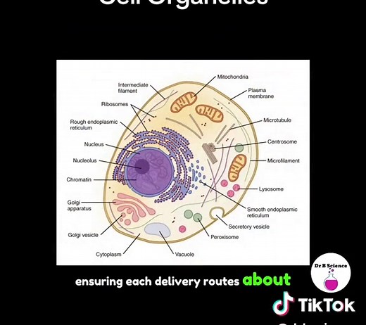 #anatomyandphysiology #cell Note: This song was created using SUNO AI. Some of the pronunciations of words are not accurate (example: smooth ER)