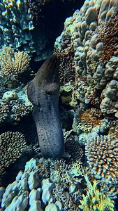 The Giant Moray Eel is one of the most fascinating marine creatures, known for its impressive size and distinct appearance. Here are some cool facts you can use for an Instagram reel: 1. **Size & Habitat**: The giant moray can grow up to 3 meters (10 feet) long, making it one of the largest species of moray eels. It thrives in tropical waters, often found in coral reefs across the Indo-Pacific region. 2. **Camouflage Masters**: With mottled brown and yellow coloring, they blend seamlessly into c