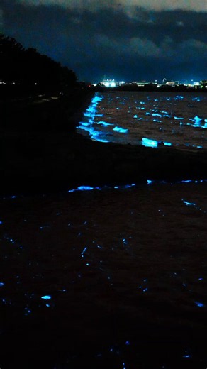 The ocean is running a chemical alarm system and the waves just triggered it.Those blue flashes are single-celled organisms called Noctiluca scintillans, each one between 200 and 2,000 micrometers wide. Inside every cell sit thousands of tiny granules called scintillons, loaded with a molecule called luciferin. When a wave physically deforms the cell membrane, protons flood from the acidic vacuole into the scintillon, dropping the pH from 8 to 6. That pH crash activates the enzyme luciferase, wh