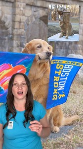 Our foundation is proud to fund studies that improve diagnostics, treatments and even find cures for canine cancer. Since 1962, we've invested $25.4 million in nearly 300 cancer studies to help dogs like Spencer … and yours! This important work is only possible with the support of our donors. A BIG thank you to Spencer’s family, friends and fans who generously support this critical research. You can learn more about Spencer’s story and fundraiser at maf.link/spencer. | Morris Animal Foundation