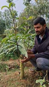 Multiple Mango Grafting Technique | Ek Ped Par Kai Aam. #shorts