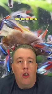 28K views · 264 reactions | What is a Dither Fish?  #aquariumcoop #aquariumadvice #aquariumfish | Aquarium Co-Op | Facebook
