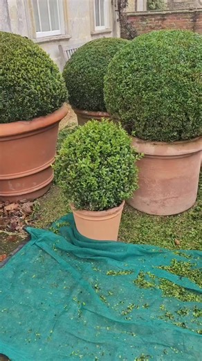 Started back on the buxus clipping this week, and what a beautiful arrangement to start on, roll on spring. .......#garden #gardener #creative #sm - Copy... #lawn #mower #instavideo #hedgebarber #england #uppingham #lawnflite #grass #green #instadaily | the hedge barber