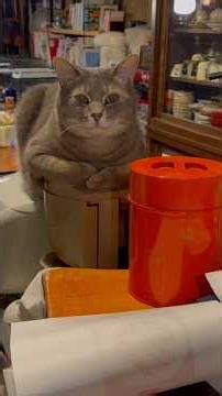 【ポルトガル🇵🇹料理 バカリャウ・ア・ブラスをつくった日の猫】… #かぜのねこ #保護猫 #ネコ #ねこ #さっちゃん #風の猫 #cat