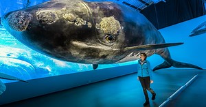 Whales Of Iceland Museum Ticket | Guide to Iceland