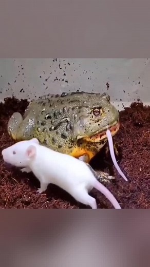 20K views · 69 reactions | Frog eats Mouse | News Now | Facebook