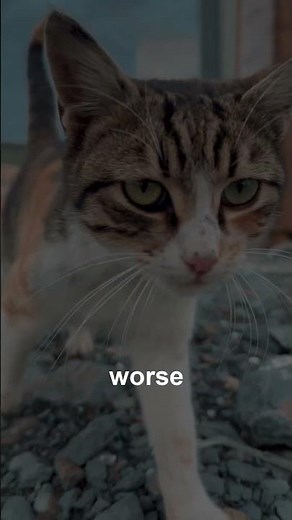 How to Clean Your Cat's Ears at Home | World Is Weird