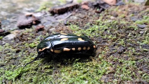Scarabaeidae (scarabs, scarab beetles). The family Scarabaeidae, as currently defined, consists of over 35,000 species of beetles worldwide.