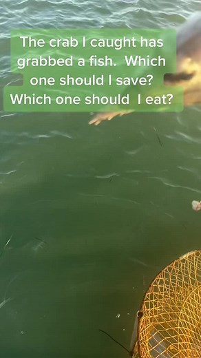 Fishing Australia Official on TikTok
