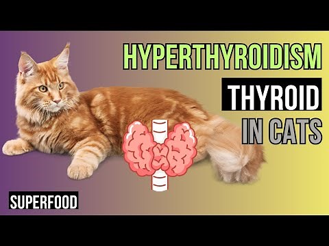 Feline Hyperthyroidism - CATS with overactive thyroid