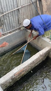 380K views · 577 reactions | Catfish House | MR Fishing Life | Facebook