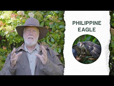 The Philippine Eagle or Also Known as the Monkey-Eating Eagle