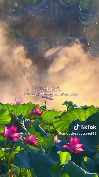 西湖荷花盛開：杭州夏日賞荷指南