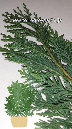 TikTok - Make Your Day