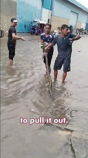 GIANT PYTHON Found in Flooded Street | Phnom Penh's Wild Side!