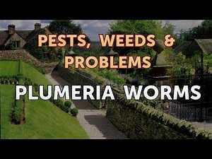 Plumeria Worms