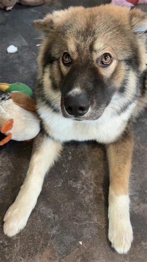 Nibble nibble #shepsky #husky #germanshepherd #dog #puppy