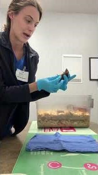 Penn foster Externship 2 Skill 44- Mouse Restraint