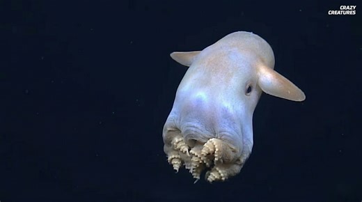 Watch what happens when the cutest octopus turns into a venomous hunter