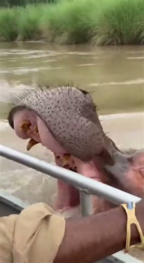 Hippo erupts from murky water beside a boat, jaws opening impossibly wide