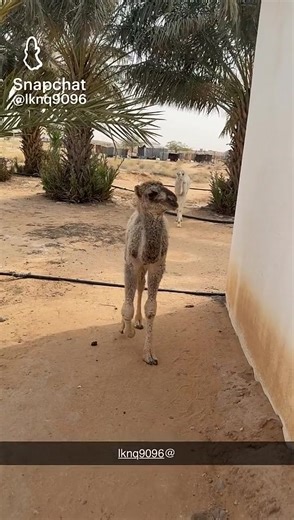 #ضريه__القصيم #محميه_طيور #وبران_بريه #نجد