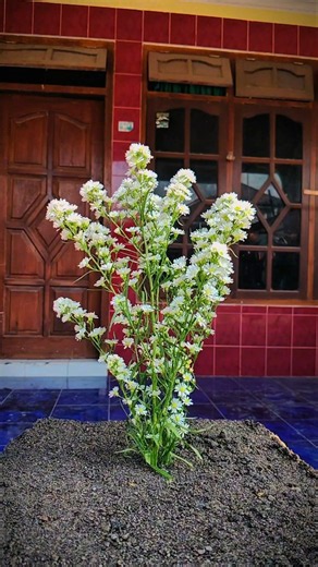 White peacok aster plant growing🌱