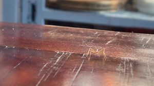 Leafhopper assassin bug Zelus renardii insect closeup view walking around on wooden table top interior detailed creepy crawly | Premium Stock Video Footage
