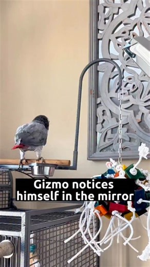 Gizmo The Grey Bird | Had to repost this grey with a sin!! #funnyparrot #talkingparrot #parrot | Instagram