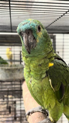Blue-fronted Amazon – beauty, brains, and personality 🦜💚 #parrot #amazon