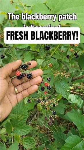 The blackberry patch is booming with berries!