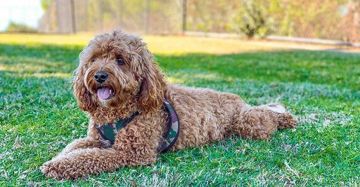 Cavapoo Lifespan: How Long Do Cavapoos Live?