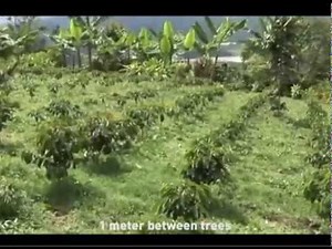 Coffee Production Process