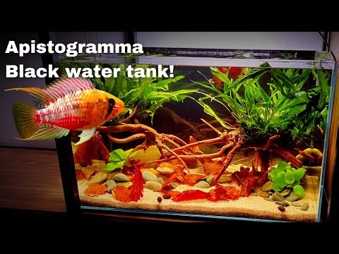 Black water for Apistogramma Hongsloi: Low cost, Low tech tutorial.