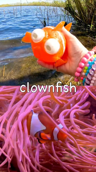 Toy Learning Fun | Kids Learn Sea Animal Names at the Lake: Clownfish Spider Crab Seal Octopus