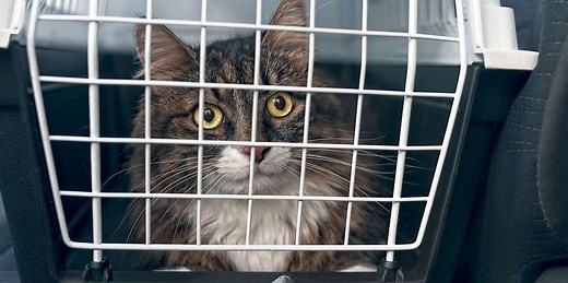 7 Essential Supplies to Get Before You Adopt a Cat