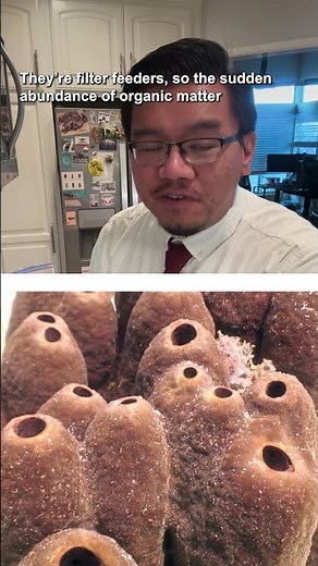 Sponge World