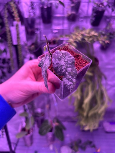 Hoya Caudata Gold - Etsy