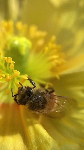 Bees love poppies! 💛🐝 #beefact #pollinators #beesarecool #bees #pollen | Flow Hive