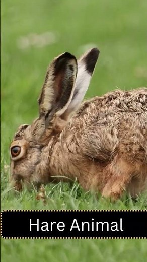 Hare Animal - Nature’s Fastest Jumper | Wild Speed & Survival!