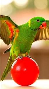 A parrot balancing on a ball while flapping its wings