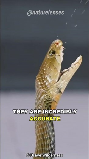 Spitting Cobra | The Toxic Sprayer