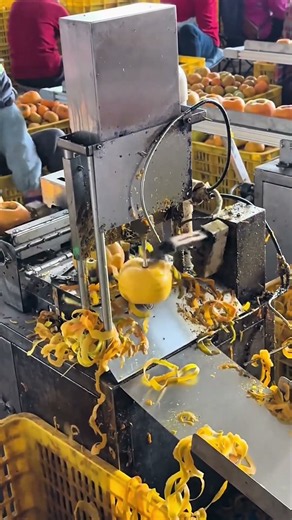 Automated Persimmon Peeling Machine in Action! Fruit Processing and Skin Removal Technology