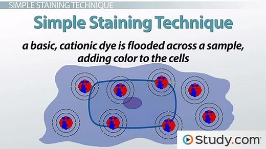 Staining in Microbiology | Meaning, Types & Techniques
