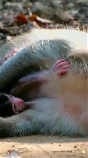 Adorable baby animal hugging mother and playing actively – Global wildlife earth