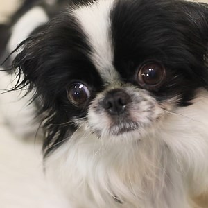 Life With Dod vs Without Dog | Troom Troom