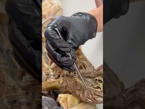 Rabbit Circulatory System Prelab Compilation