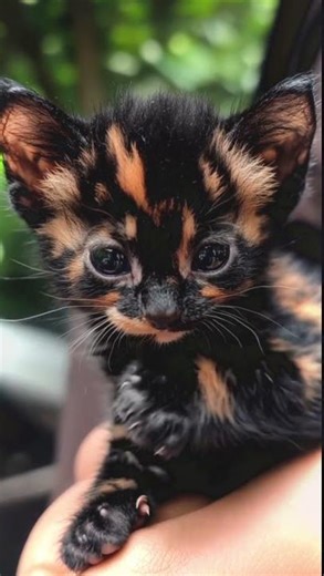 The cutest cat in the world #cat#catlovers #kittten #cutecat